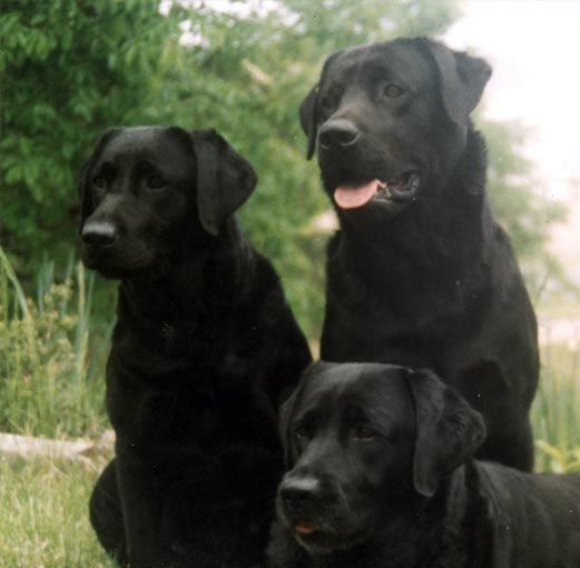 champion labrador